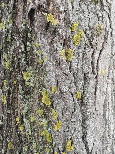 Textura de madera con primer plano de musgo verde. Fondo del árbol grunge —  Fotos de Stock