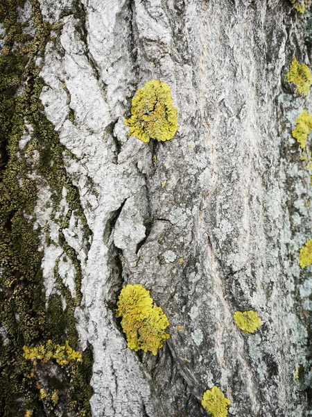 Textura de madera con primer plano de musgo verde. Fondo del árbol grunge —  Fotos de Stock