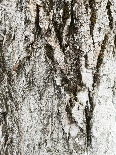 Textura de corteza de árbol cubierta con pintura blanca protectora —  Fotos de Stock