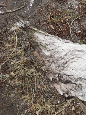 Dünya ve eriyen kar ile ağaç closeup Bankası