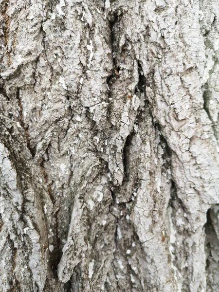 Textura de corteza de árbol cubierta con pintura blanca protectora —  Fotos de Stock