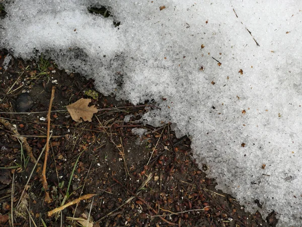 Die Basis des Baumes Nahaufnahme mit Erde und schmelzendem Schnee — Stockfoto