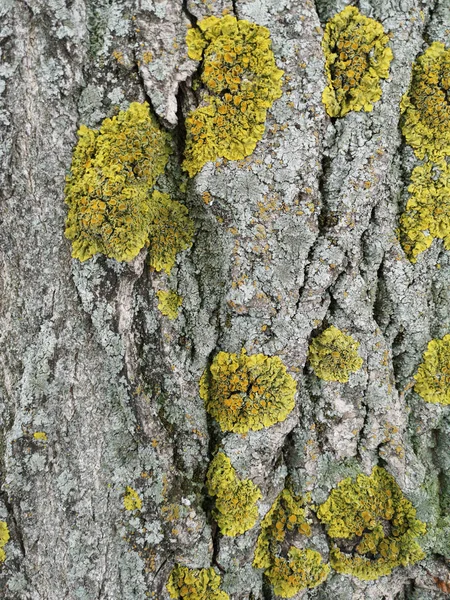 Textura de madera con primer plano de musgo verde. Fondo del árbol grunge —  Fotos de Stock