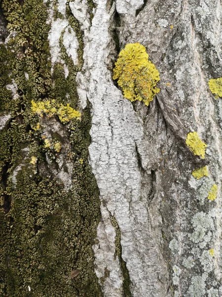 Ξύλο υφή με πράσινα βρύα closeup. Grunge δέντρο φόντο — Φωτογραφία Αρχείου