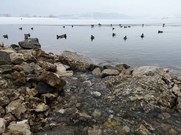 Patos em esgoto no lago no inverno na Rússia — Fotografia de Stock