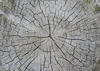 yıllık halkalar ile eski kırık güdük