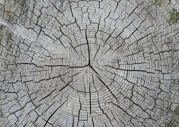 yıllık halkalar ile eski kırık güdük