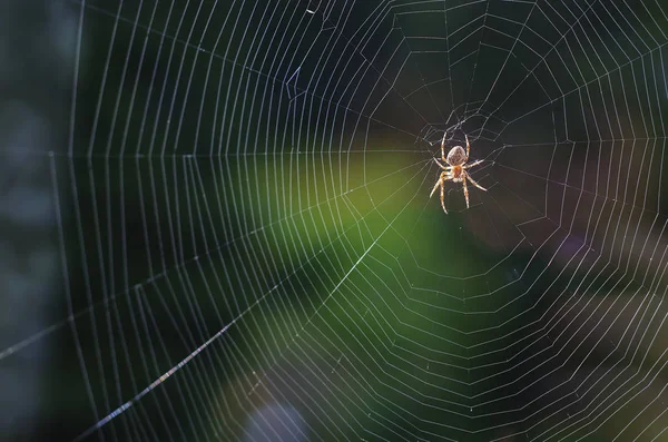 Spider Cobweb Anticipation Food — Stock Photo, Image