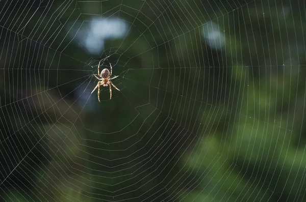 Spider Cobweb Anticipation Food — Stock Photo, Image