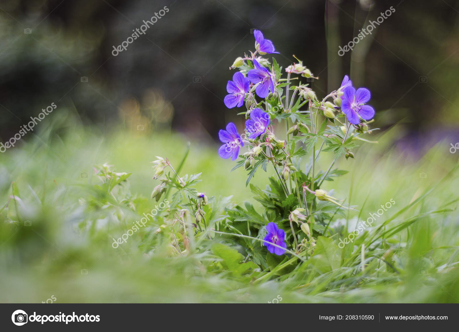 Cornflowers - güzel bir bitki Cornflowers - güzel bir bitki