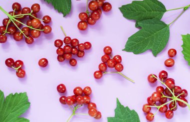 çilek ve çiğ yapraklar mor bir arka plan üzerinde