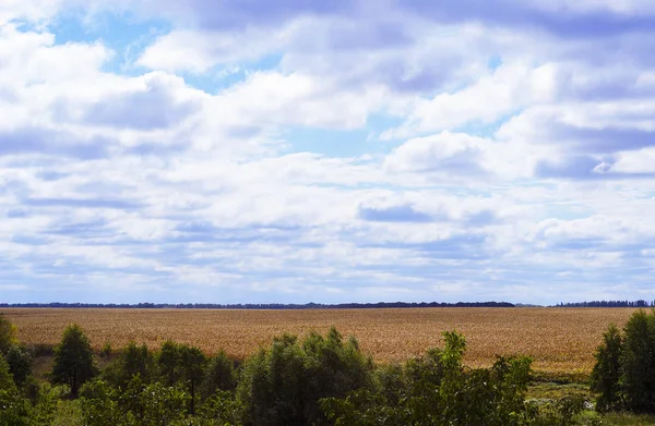 Hösten Majsfält Plantage Och Stora Moln Himlen — Stockfoto