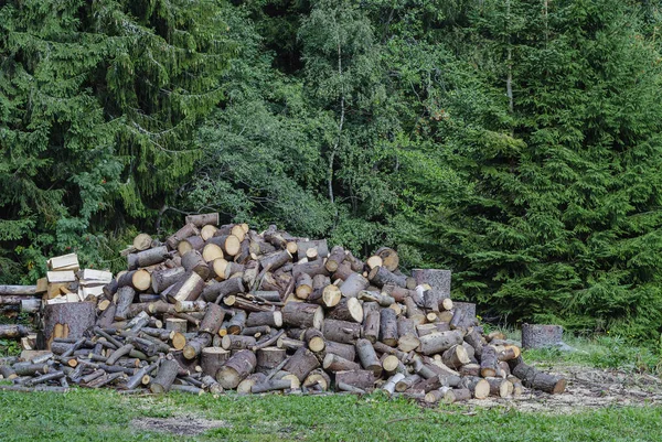 a pile of pine logs in the forest