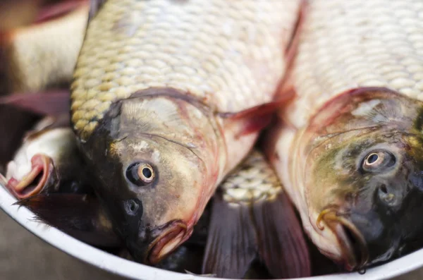 taze bir kabın içinde sazan yakaladım