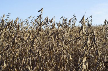 Sonbahar alan bitkilerde soya