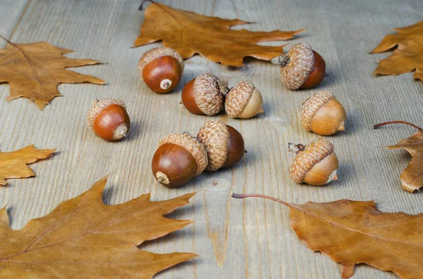 Herfst Geel Bladeren Eikels Een Boom Achtergrond — Stockfoto