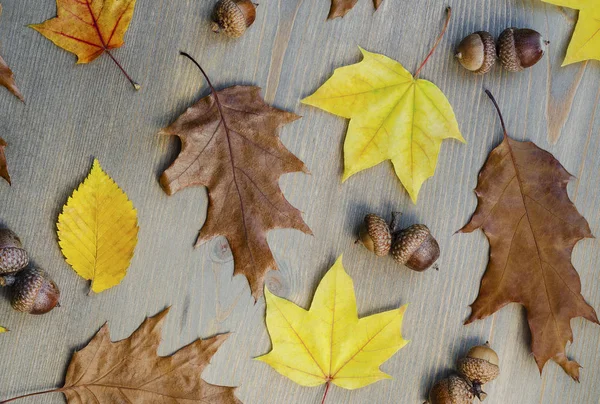 Herfst Geel Bladeren Eikels Een Boom Achtergrond — Stockfoto