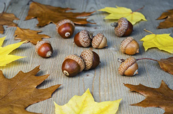 Herfst Geel Bladeren Eikels Een Boom Achtergrond — Stockfoto