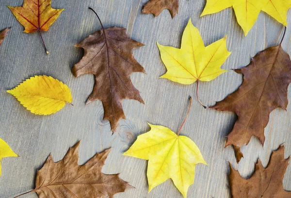 Herfst Geel Bladeren Eikels Een Boom Achtergrond — Stockfoto