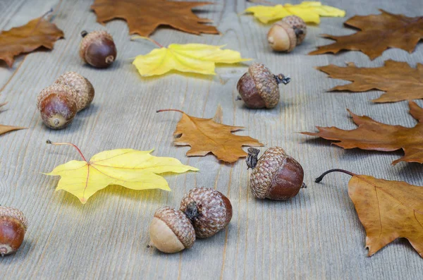 Осень Желтые Листья Желуди Фоне Дерева — стоковое фото