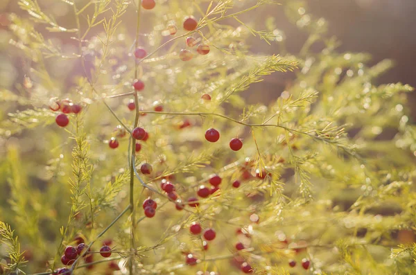 Sonbahar alanındaki kuşkonmaz officinalis