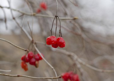 bir ağacın dalları üzerinde Viburnum
