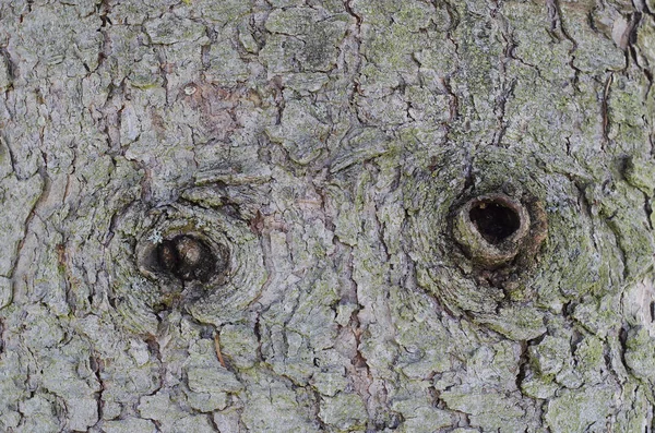 Tree Bark European Closeup — Stock Photo, Image