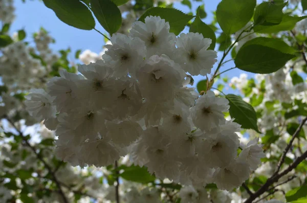 Gałąź Sakkury Białych Kwiatów — Zdjęcie stockowe