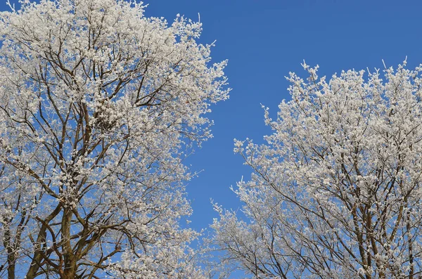 mavi gökyüzü 2 karşı kırağı ile kaplı ağaç dalları