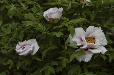 turonies botanik bahçesinde çiçek