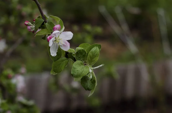 Μήλο Λουλούδια Δέντρο Κοντά — Φωτογραφία Αρχείου