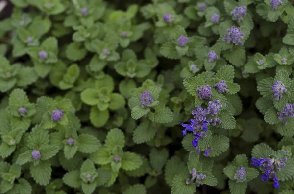 Cat mint hi-res stock photography and images - Page 3 - Alamy