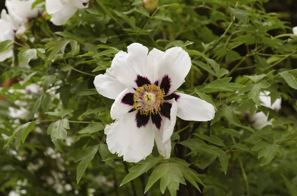 Pivoňky Kvetou Botanické Zahradě — Stock fotografie