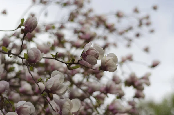 Roze Magnolia Bloem Close — Stockfoto