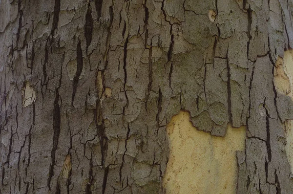 Tree Bark Close — Stock Photo, Image