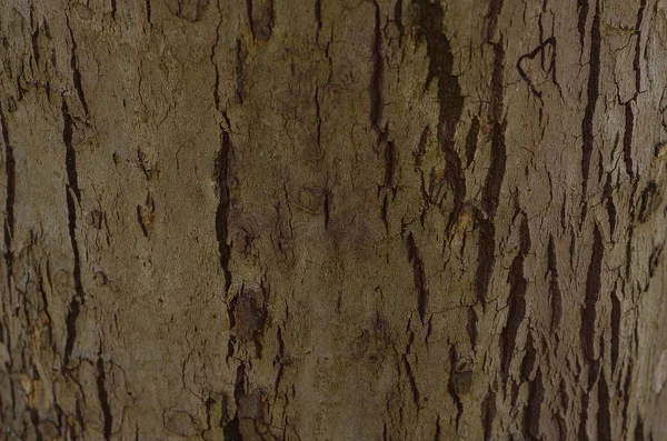 Tree Bark Close — Stock Photo, Image