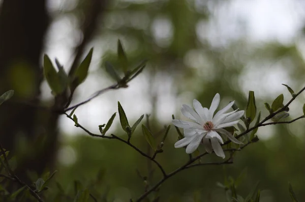 Beyaz Manolya Çiçeği Yakın Plan — Stok fotoğraf