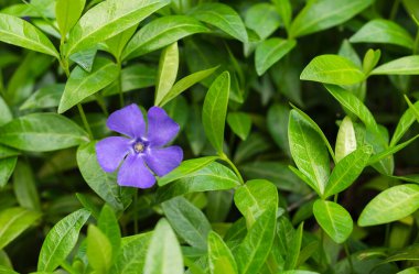 Yeşil yapraklı mavi menekşe çiçekleri.
