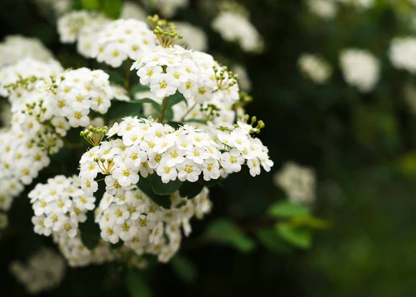 Krásné Rozkvetlé Bílé Květy Bílé Jarní Květiny — Stock fotografie