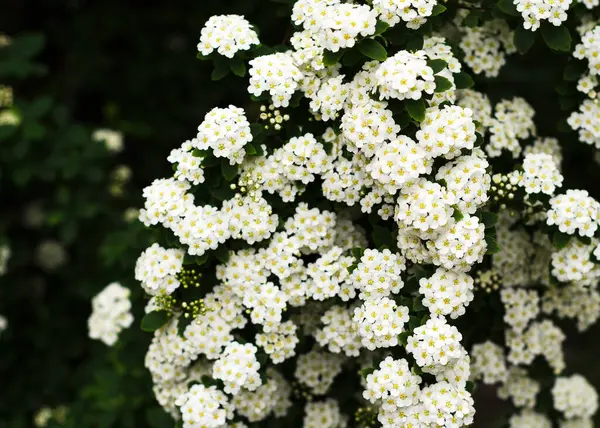 Piękne Kwitnące Białe Kwiaty Spirea Białe Wiosenne Kwiaty — Zdjęcie stockowe
