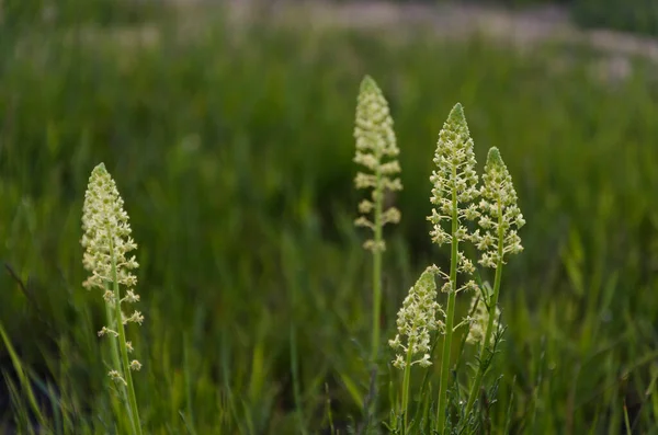 Buds Unblown White Flowers — Stock Photo, Image