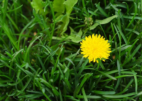 Yeşil Çimenlikte Karahindiba Çiçeği — Stok fotoğraf