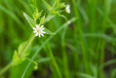beyaz renkli küçük çiçekler 5