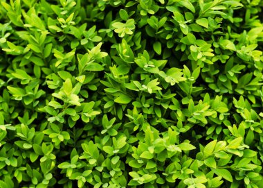 Bir boxwood çalısının sulu yeşil yaprakları