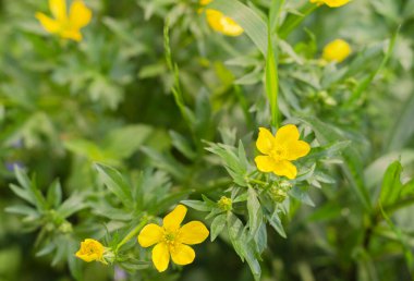 küçük narin sarı çiçekler 3