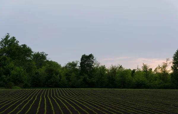 Fält Med Växter Planterade Rader Mot Blå Himmel — Stockfoto