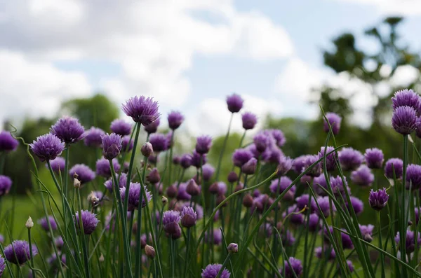 Purple Green Onion Flowers Against A Blue Sky 5