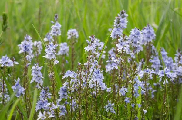 Petites Fleurs Délicates Bleues Feuillage Vert — Photo