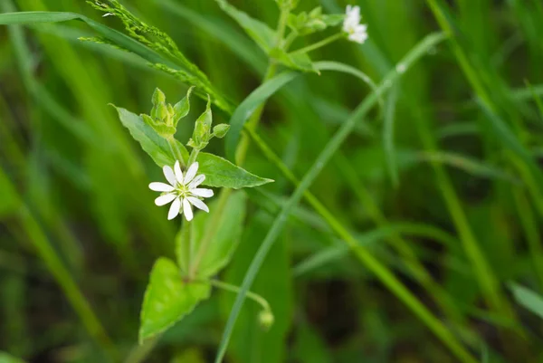 Small Flowers White Color — Stock Photo, Image