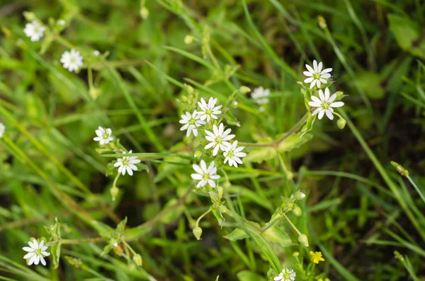 Small Flowers White Color — Stock Photo, Image